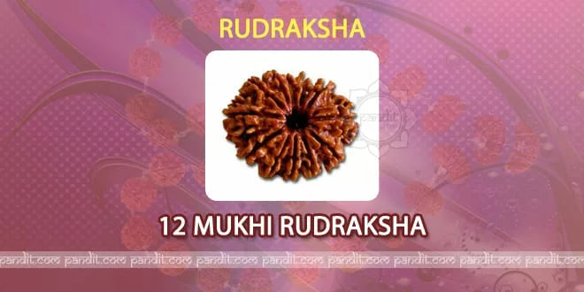 12 Mukhi Rudraksh