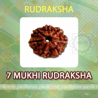 7 Mukhi Rudraksh