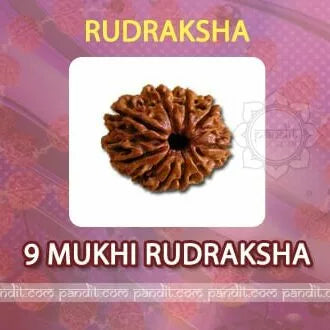 9 Mukhi Rudraksh