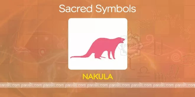 What is Nakula ?