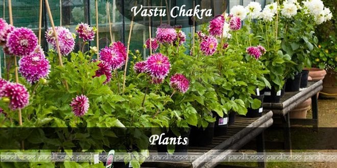 Vaastu Advice for Plants