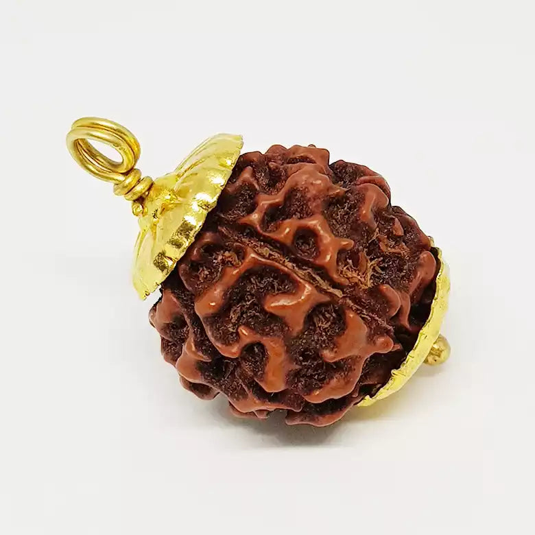 6 Mukhi fashion Premium Rare Rudraksha