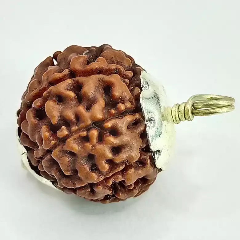 8 Faced Rudraksha – Nepal