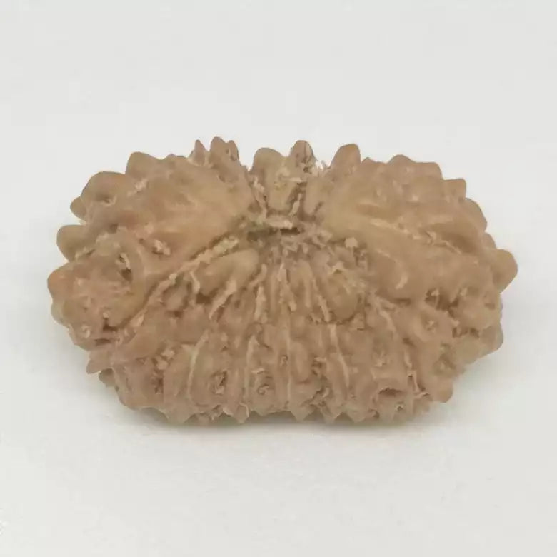 Fifteen Mukhi Premium Rare Rudraksha