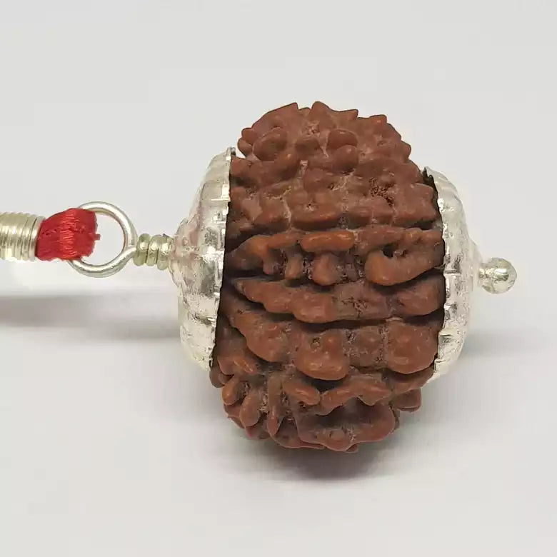 15 Faced Rudraksha - Nepal