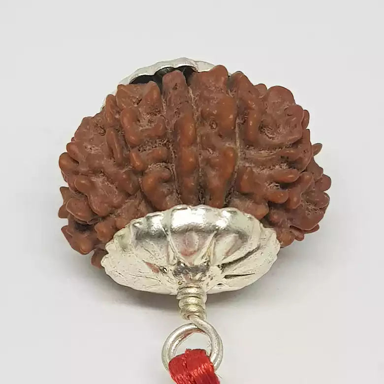 14 Faced Rudraksha - Nepal