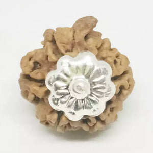 Ganesh Rudraksha - Nepal