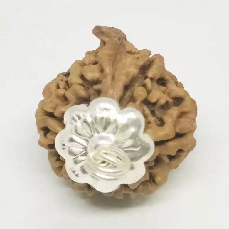 Ganesh Rudraksha - Nepal