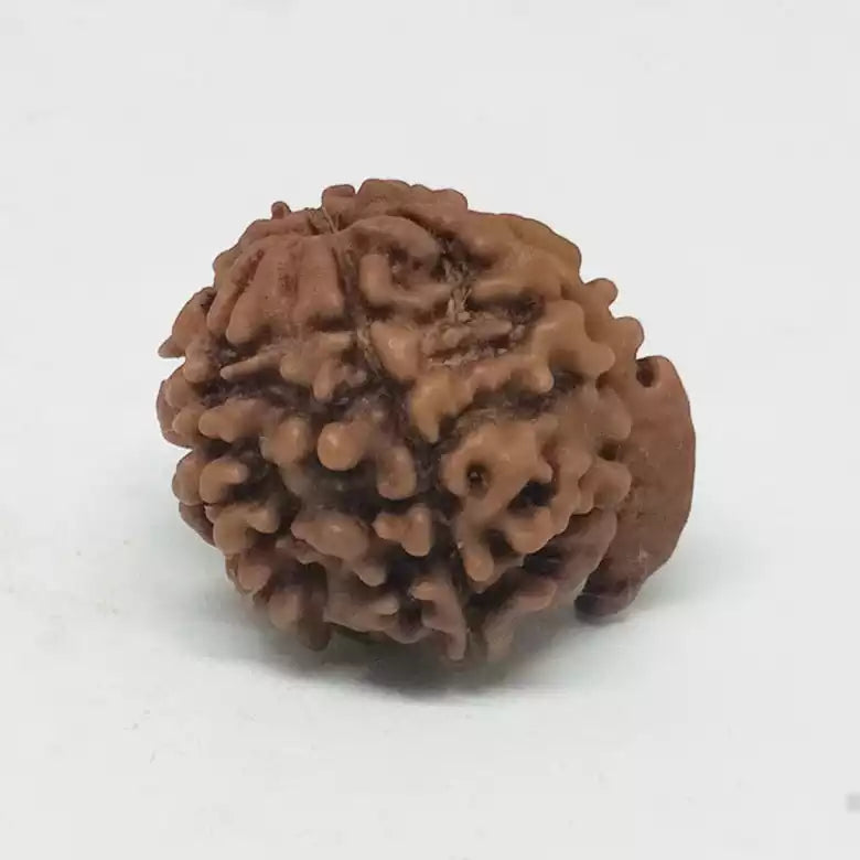 Ganesh Rudraksha - Nepal