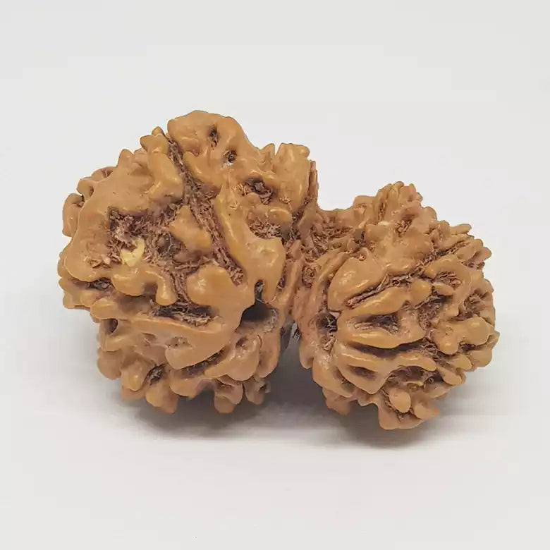 Garbh Gauri Rudraksha - Indonesia