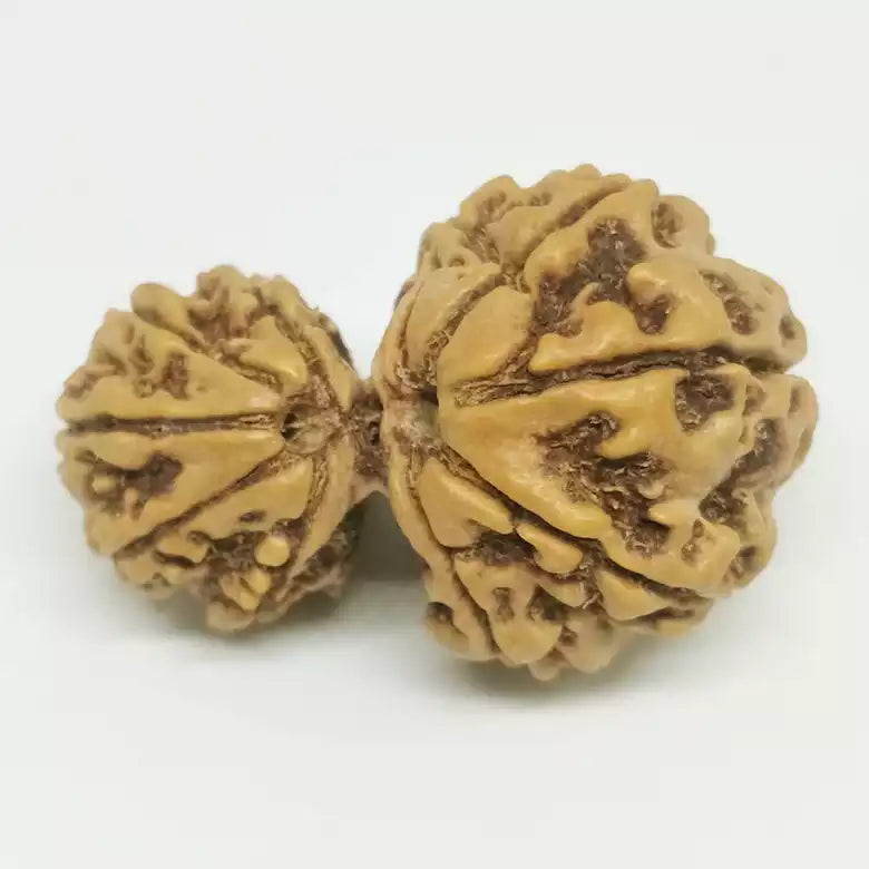 Garbh Gauri Premium Rare Rudraksha