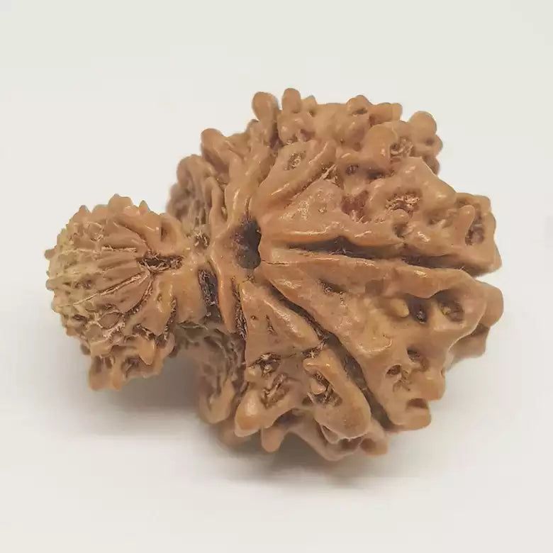 Gauri Ganesh Rudraksha - Nepal