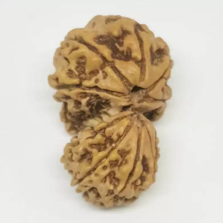 Garbh Gauri Premium Rare Rudraksha