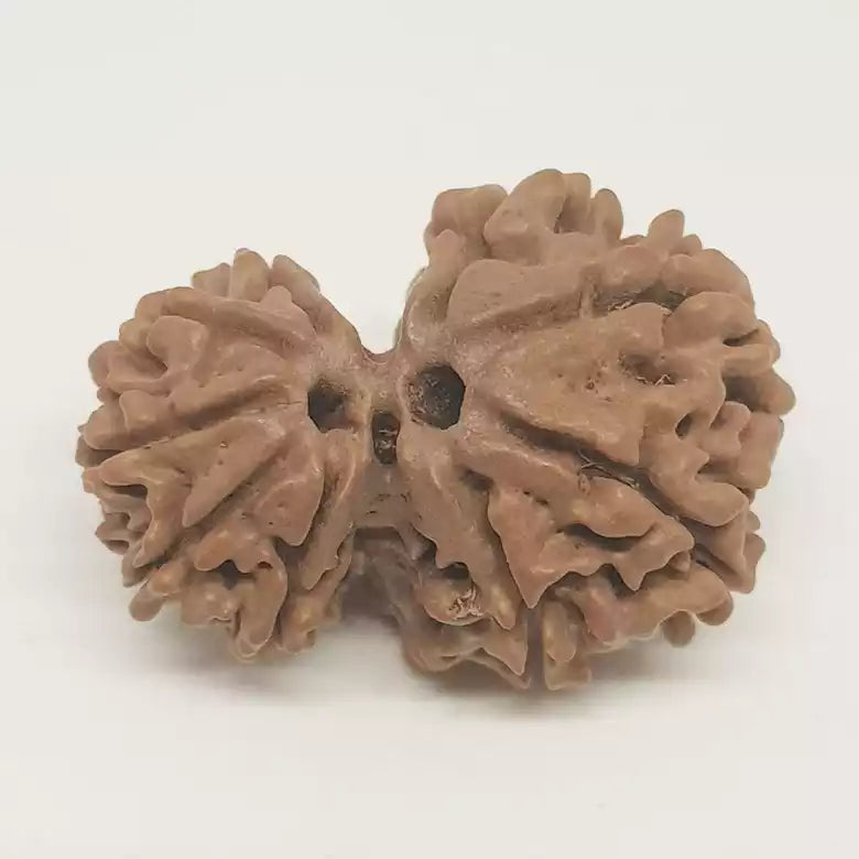 Gauri Ganesh Rudraksha - Nepal