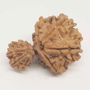 Gauri Ganesh Rudraksha - Nepal