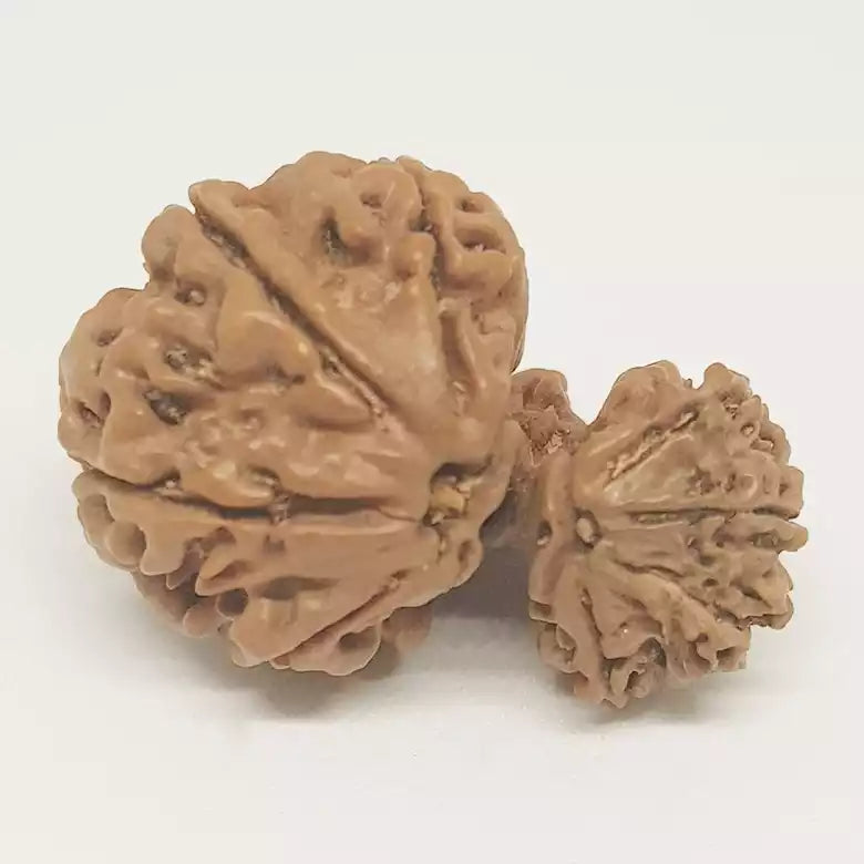 Gauri Ganesh Rudraksha - Nepal