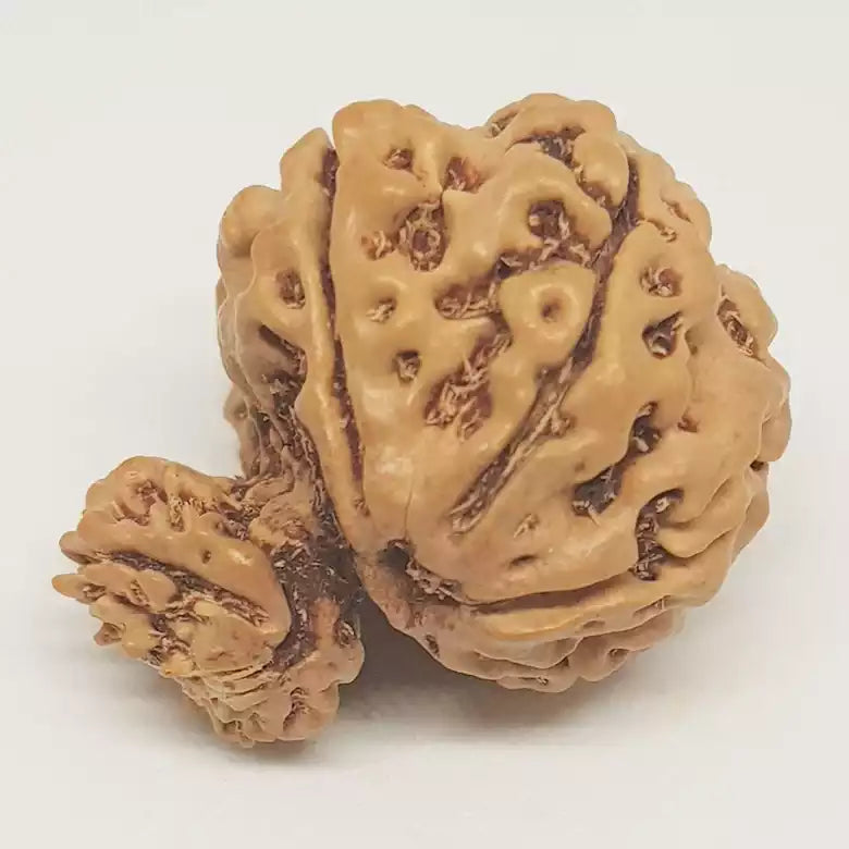 Gauri Ganesh Rudraksha - Nepal