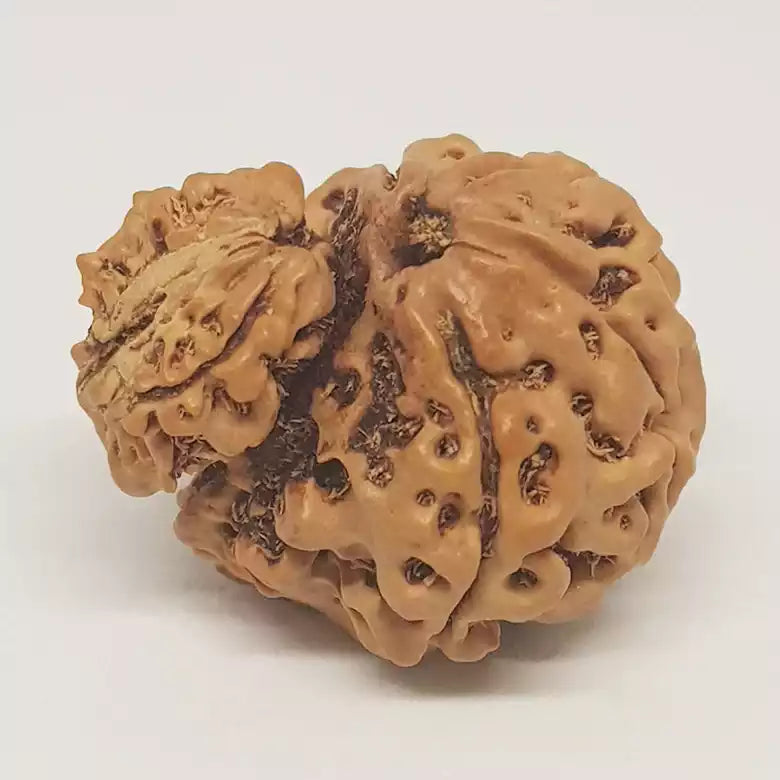 Gauri Ganesh Rudraksha - Nepal