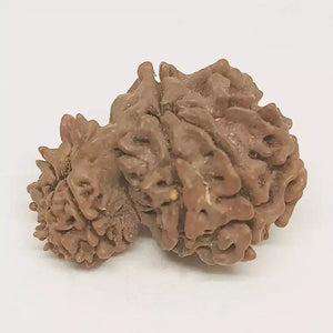 Gauri Ganesh Rudraksha - Nepal