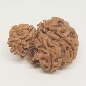 Gauri Ganesh Rudraksha - Nepal