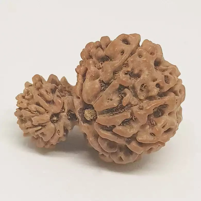 Gauri Ganesh Rudraksha - Nepal