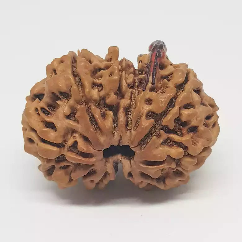 Gauri Shankar Ganesh Premium Rare Rudraksha