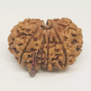 Gauri Shankar Ganesh Rudraksha - Nepal