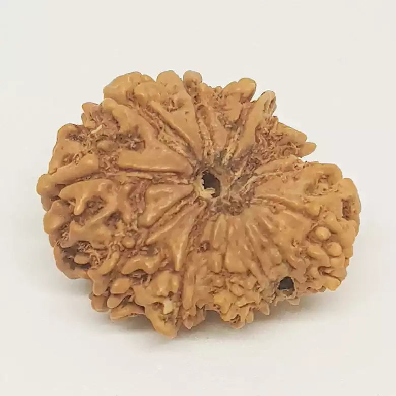 Gauri Shankar Ganesh Rudraksha - Nepal