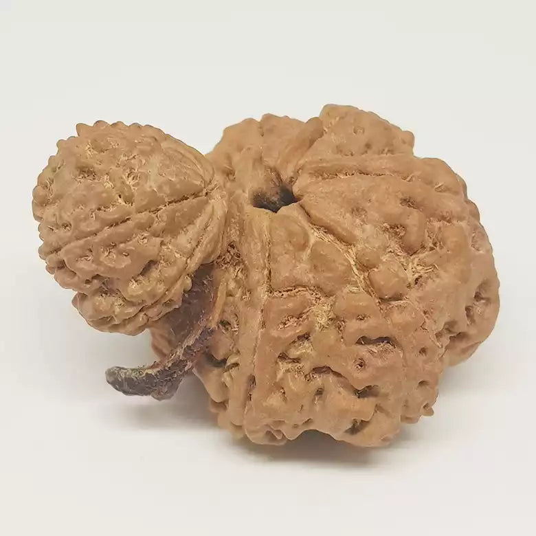 Gauri Shankar Ganesh Rudraksha - Nepal