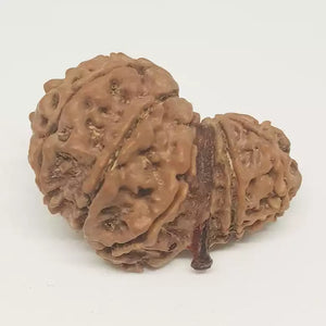 Gauri Shankar Ganesh Rudraksha - Nepal