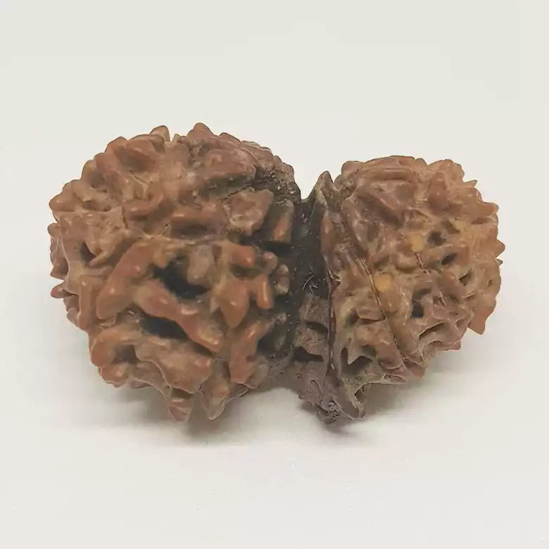 Gauri Shankar Ganesh Rudraksha - Nepal