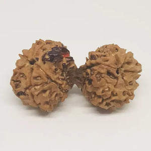 Gauri Shankar Ganesh Rudraksha - Nepal