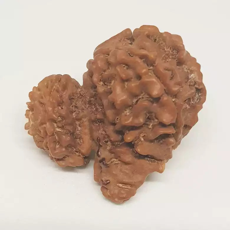 Gauri Shankar Ganesh Rudraksha - Nepal