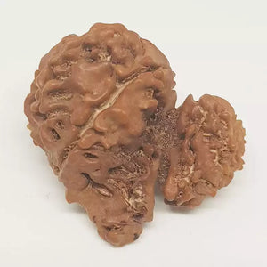 Gauri Shankar Ganesh Rudraksha - Nepal