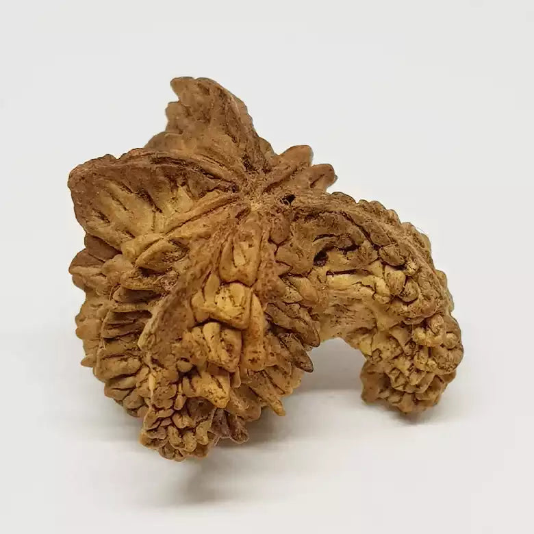 Naag Rudraksha – Regular