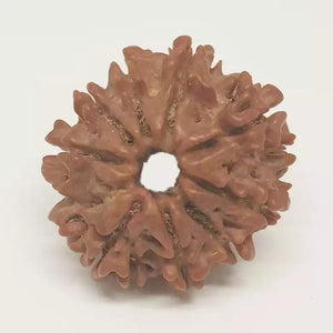 9 Faced Rudraksha - Nepal