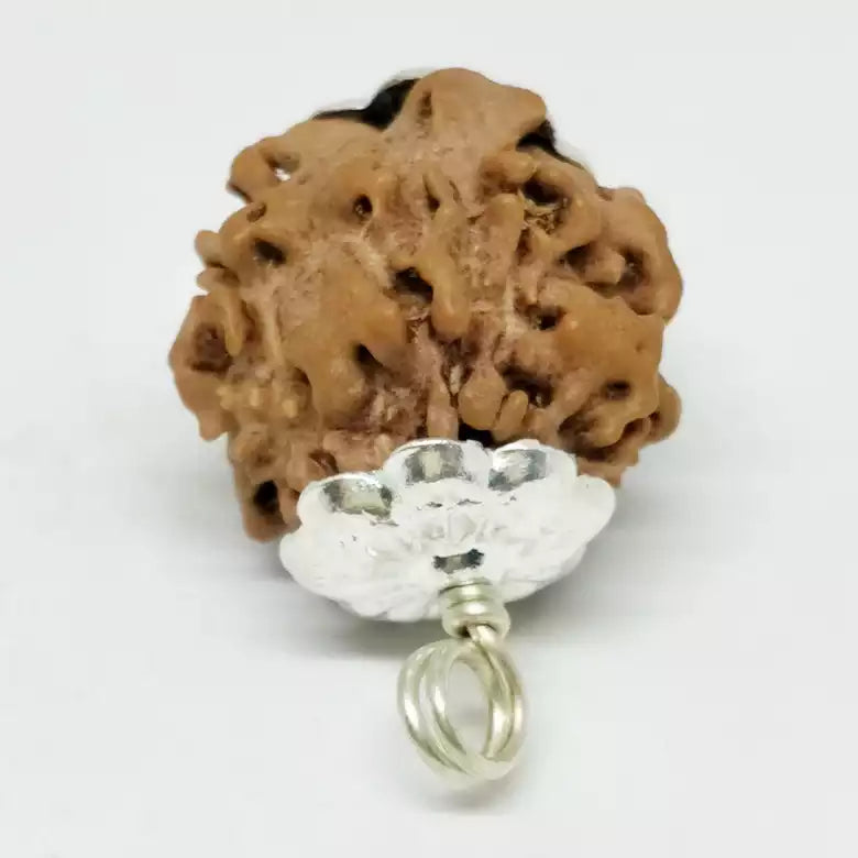 Nirakar Rudraksha - Nepal