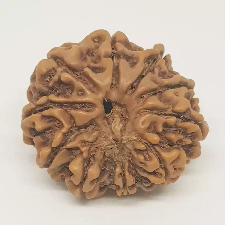 10 Faced Rudraksha - Nepal