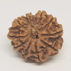 10 Faced Rudraksha - Nepal