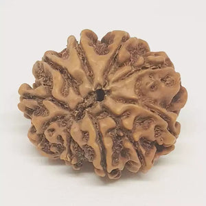 10 Faced Rudraksha - Nepal