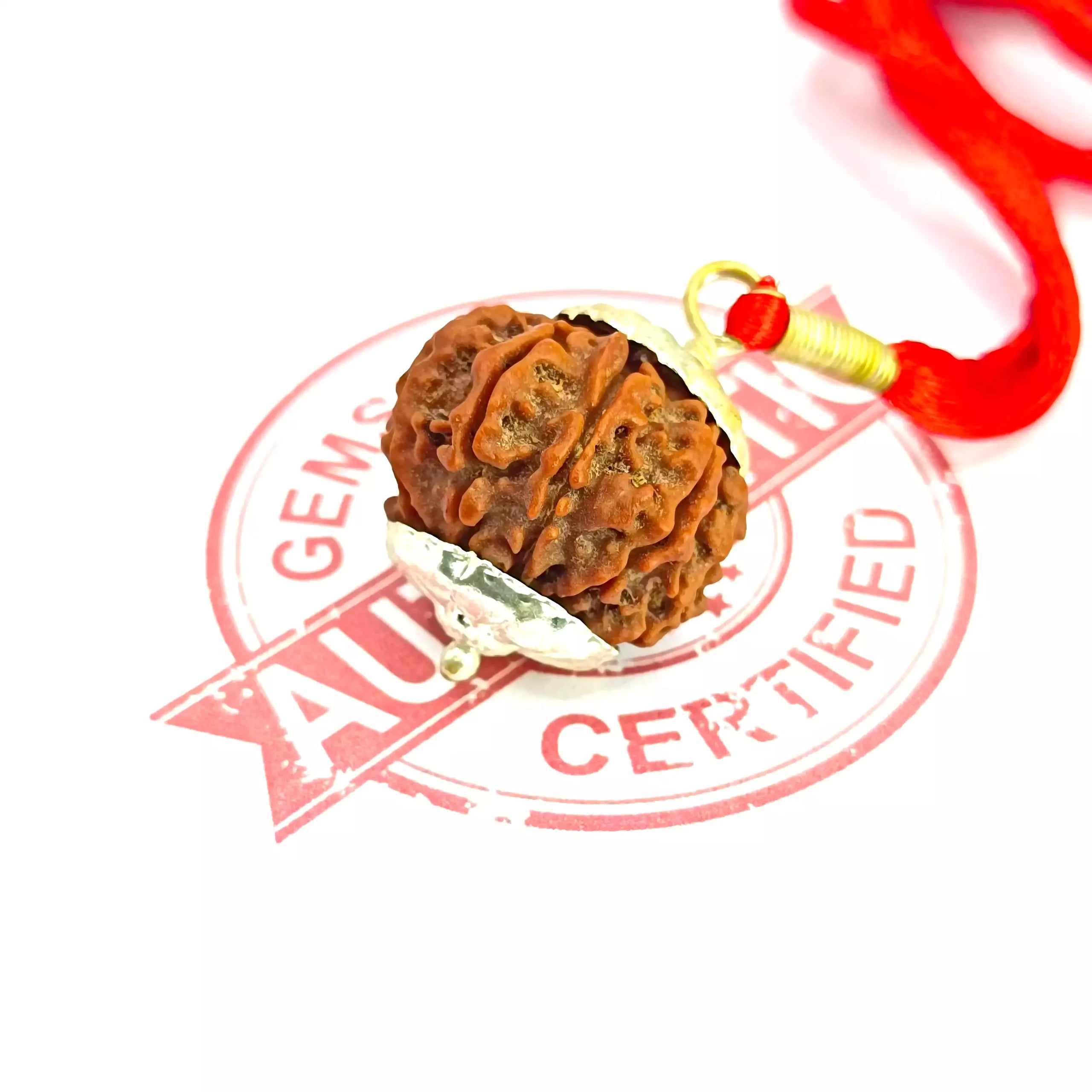 10 Faced Rudraksha – Nepal