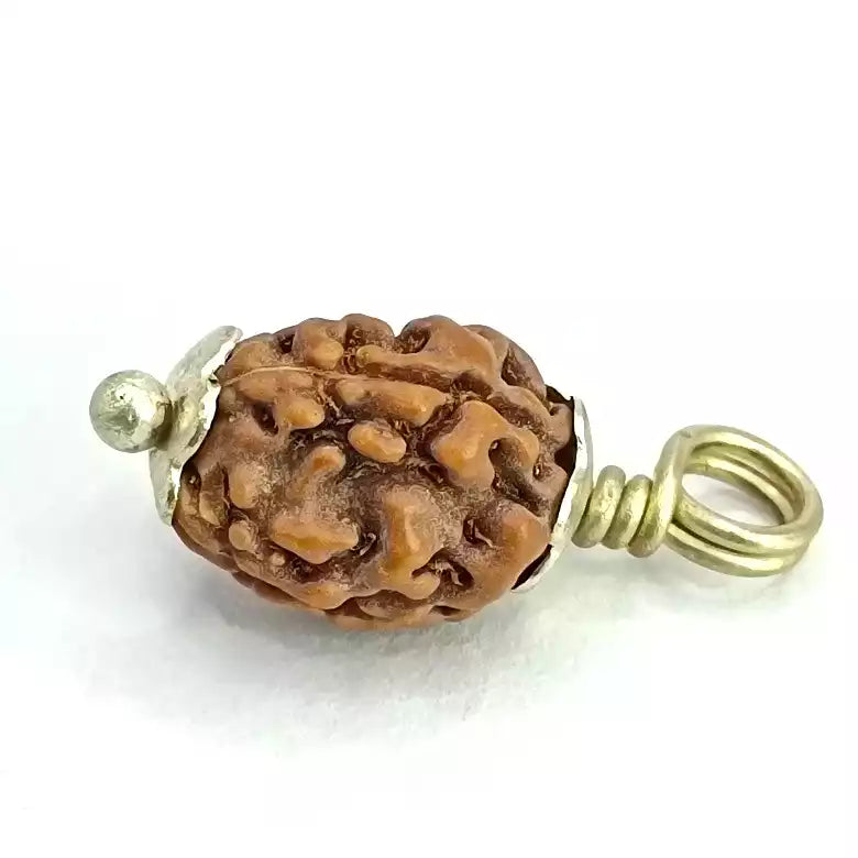 3 Mukhi Rudraksha – Indonesia