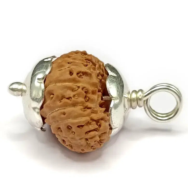 23 Mukhi Rudraksha – Indonesia