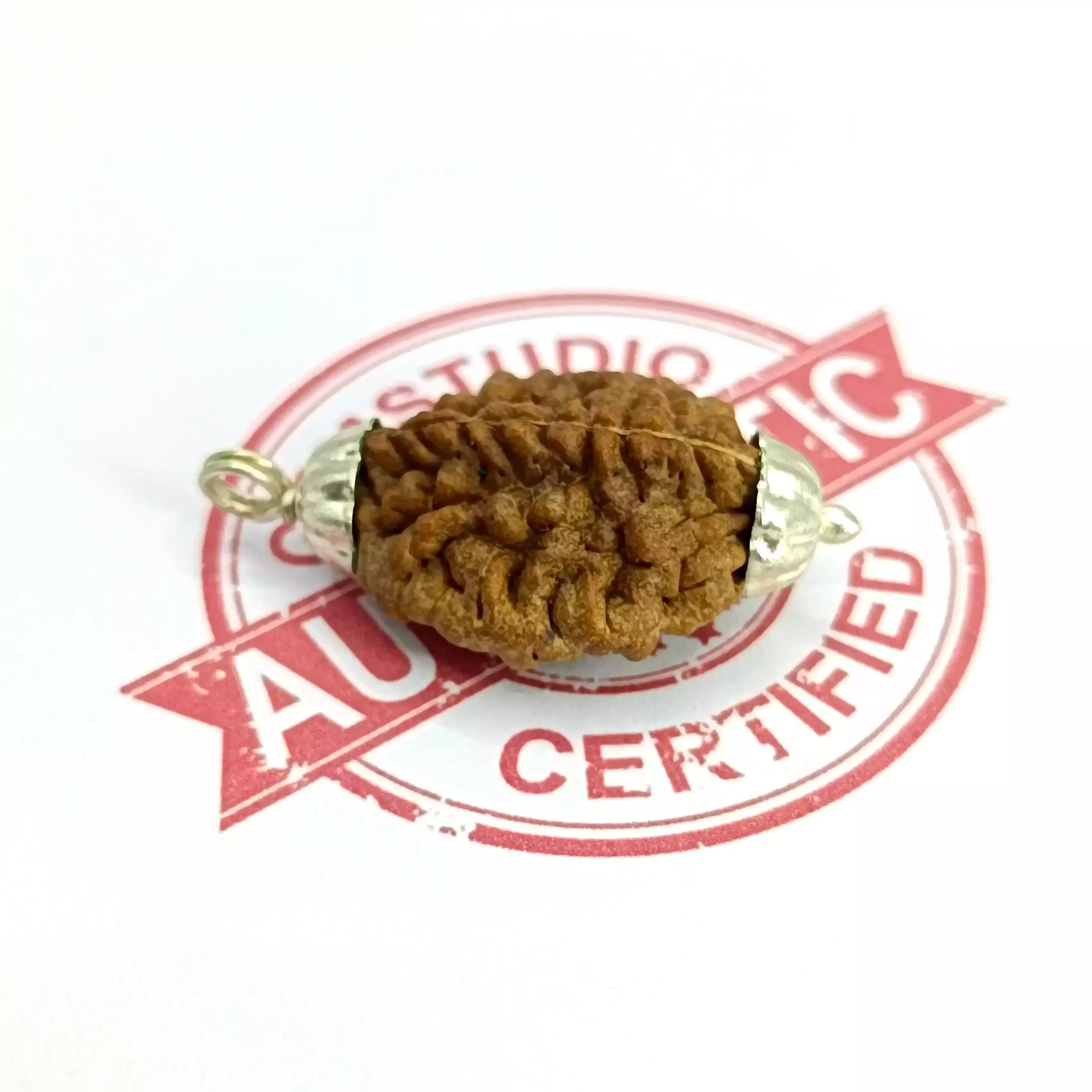 2 Faced Rudraksha – India